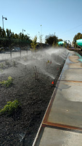 Sprinklers watering plants in a landscaped garden bed beside a sidewalk.